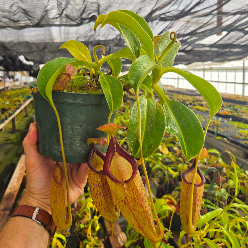Nepenthes Titanic Triumph