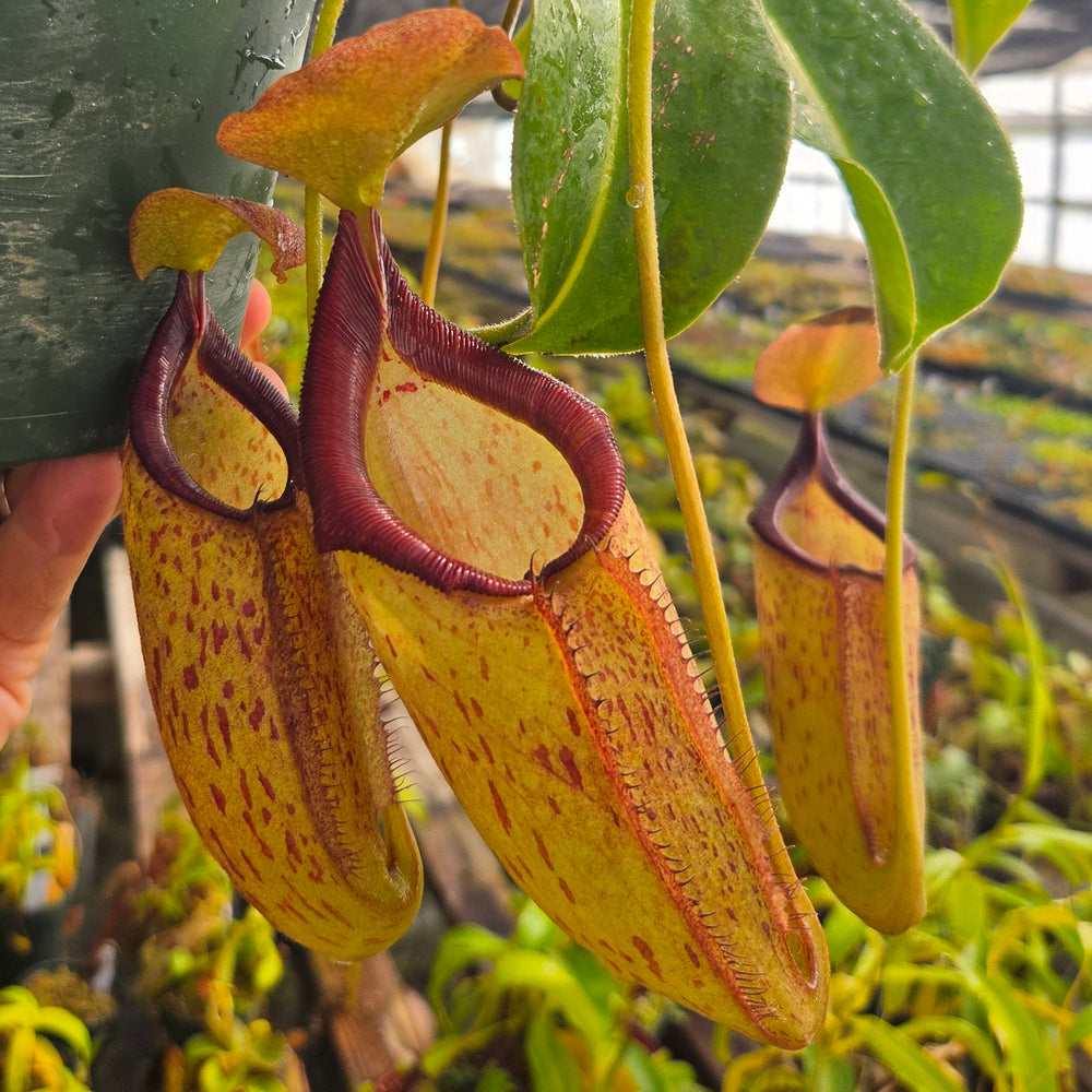 Nepenthes Titanic Triumph