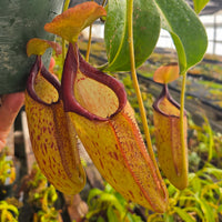 Nepenthes Titanic Triumph