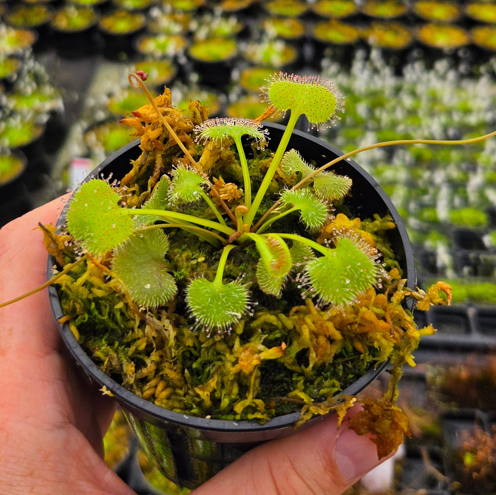 Queensland Sundew Collection
