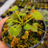 Drosera prolifera