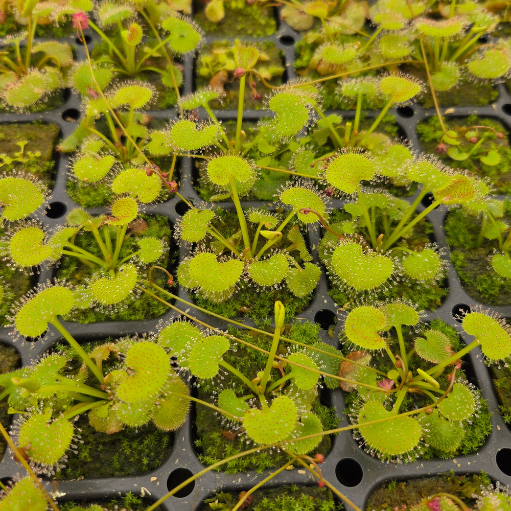 Queensland Sundew Collection