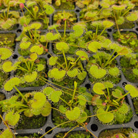 Drosera prolifera