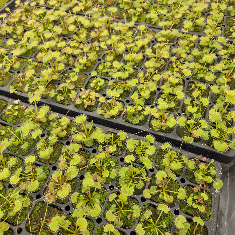 Drosera prolifera