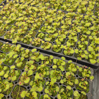 Drosera prolifera