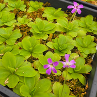 Pinguicula moranensis