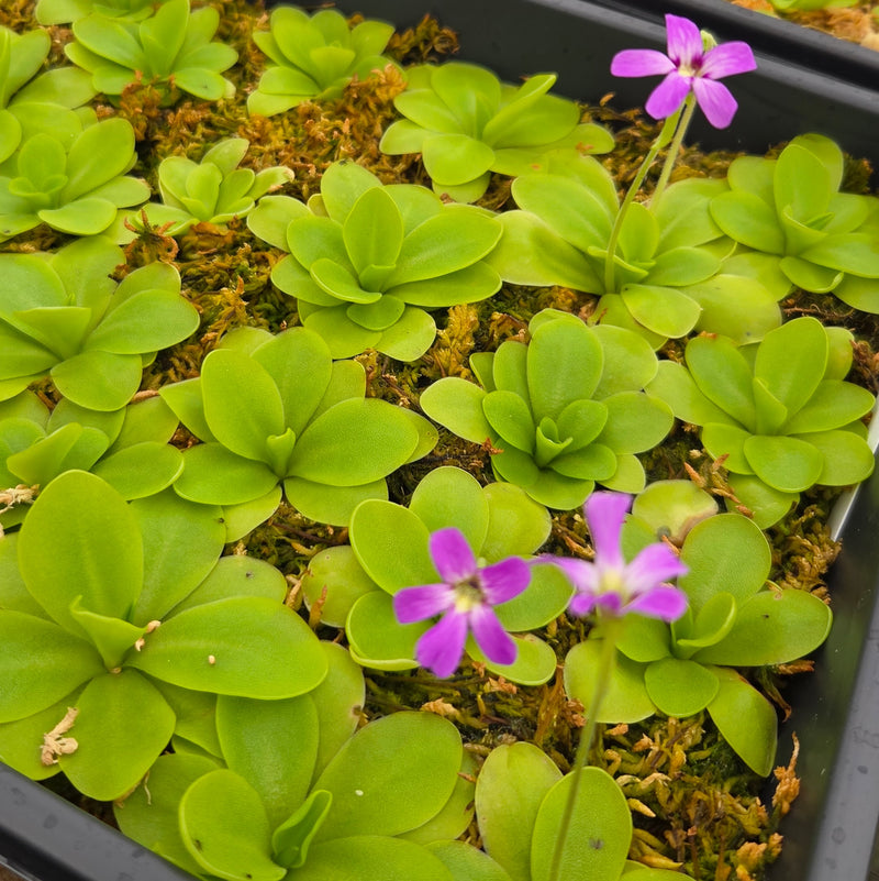Pinguicula moranensis