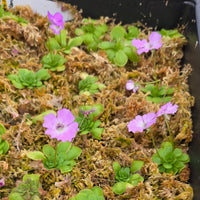Pinguicula 'Hanka'