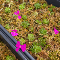 Pinguicula ehlersiae
