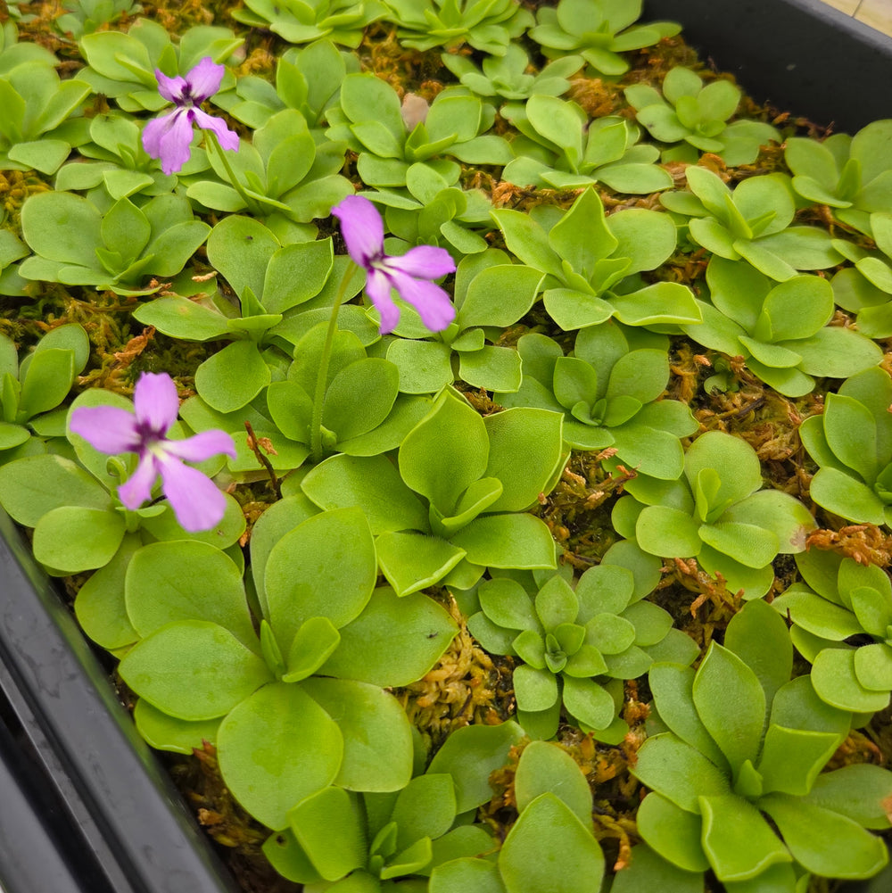 Pinguicula rectifolia