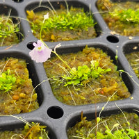 Utricularia sandersonii 