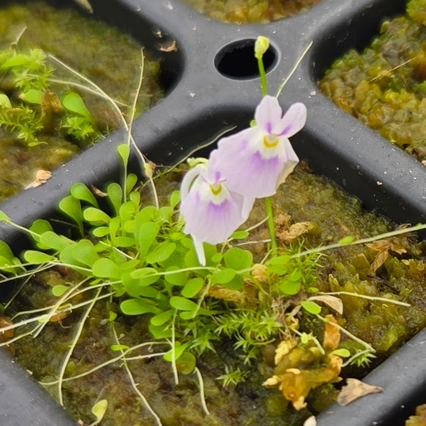 Utricularia sandersonii 