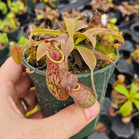 Nepenthes maxima "Watutau Dwarf" - Seed-Grown - Wandering Wizard