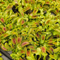 Venus Fly Trap 'Big Mouth'