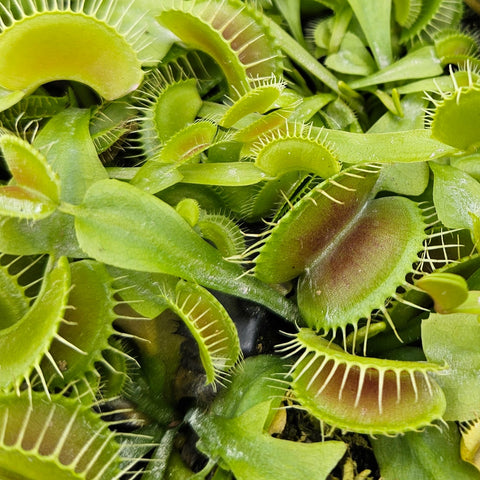 Favorite Flytrap Bundle