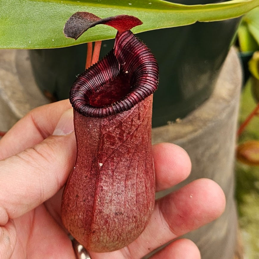 Nepenthes x briggsiana (N. lowii x ventricosa)