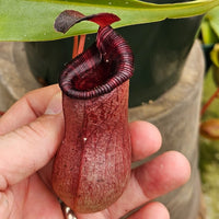 Nepenthes x briggsiana (N. lowii x ventricosa)