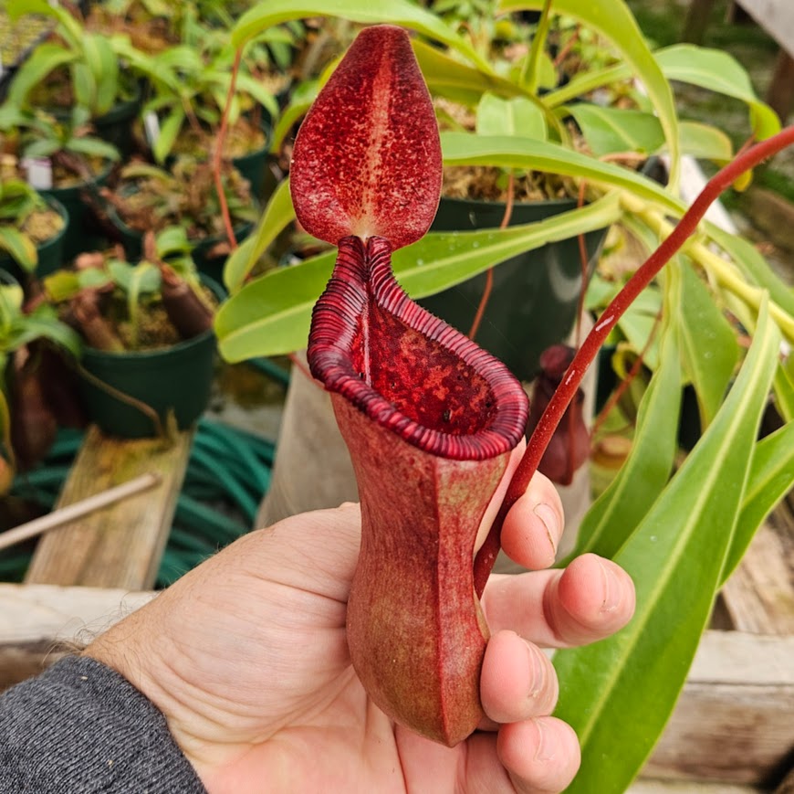 Nepenthes x briggsiana (N. lowii x ventricosa)