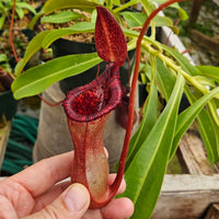 Nepenthes x briggsiana (N. lowii x ventricosa)