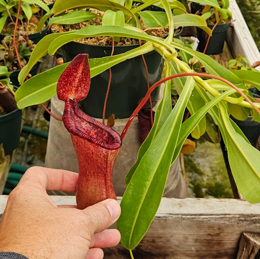 Nepenthes x briggsiana (N. lowii x ventricosa)