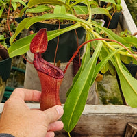 Nepenthes x briggsiana (N. lowii x ventricosa)