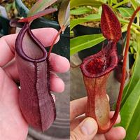 All-Star Tropical Pitcher Plant Bundle (Nepenthes)
