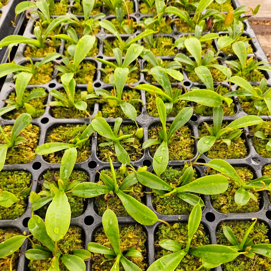 Nepenthes x briggsiana (N. lowii x ventricosa)
