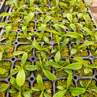Nepenthes x briggsiana (N. lowii x ventricosa)