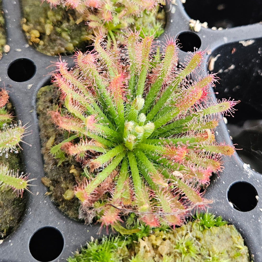 Drosera neocaledonica