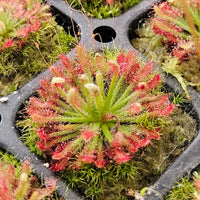 Drosera neocaledonica