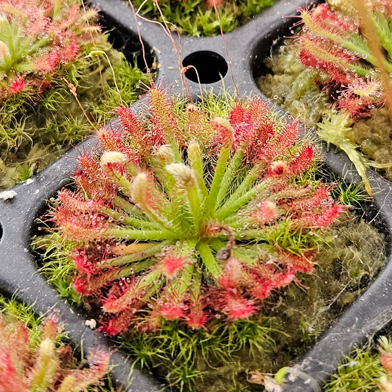 Drosera neocaledonica