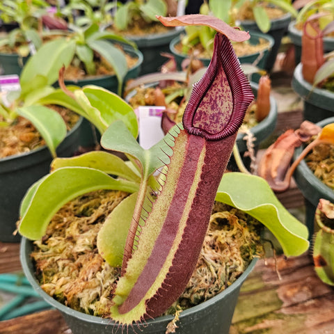 Nepenthes Dangerous Trek
