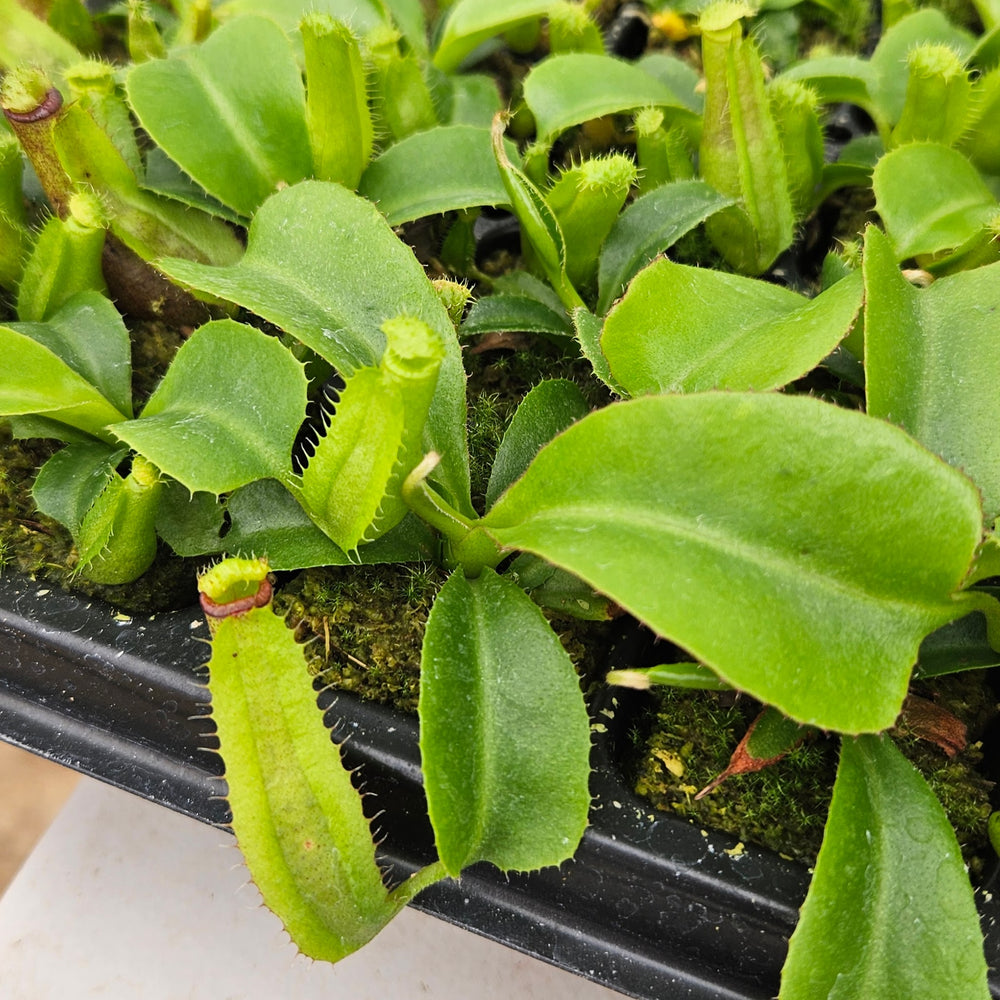 Nepenthes Dangerous Trek