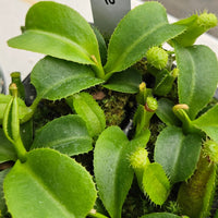 Nepenthes Dangerous Trek