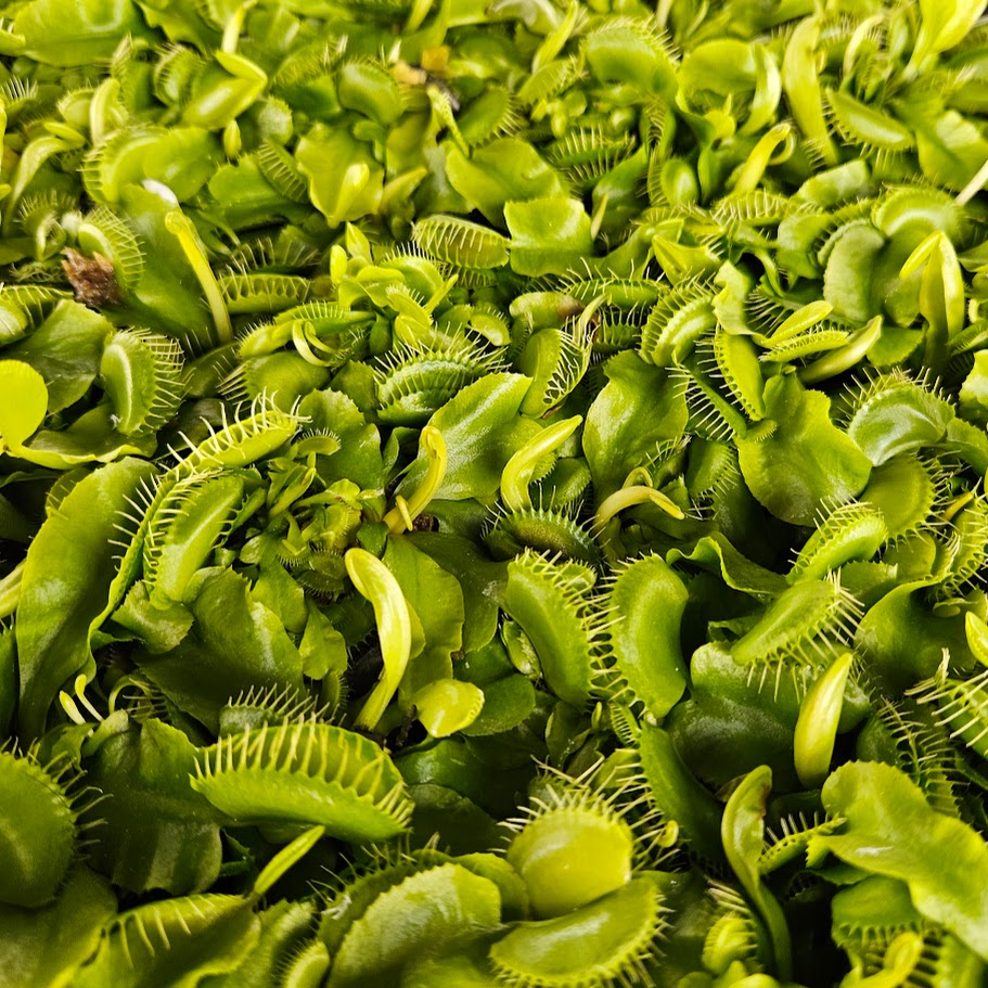 Venus Fly Trap 
