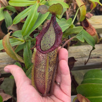 Nepenthes Dreaming Hero