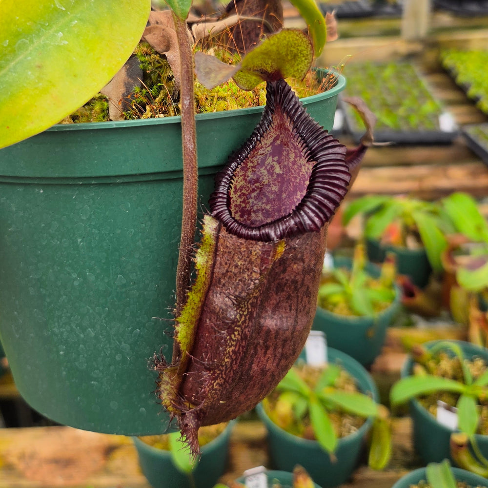 Nepenthes Dreaming Hero