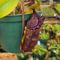 Nepenthes Dreaming Hero