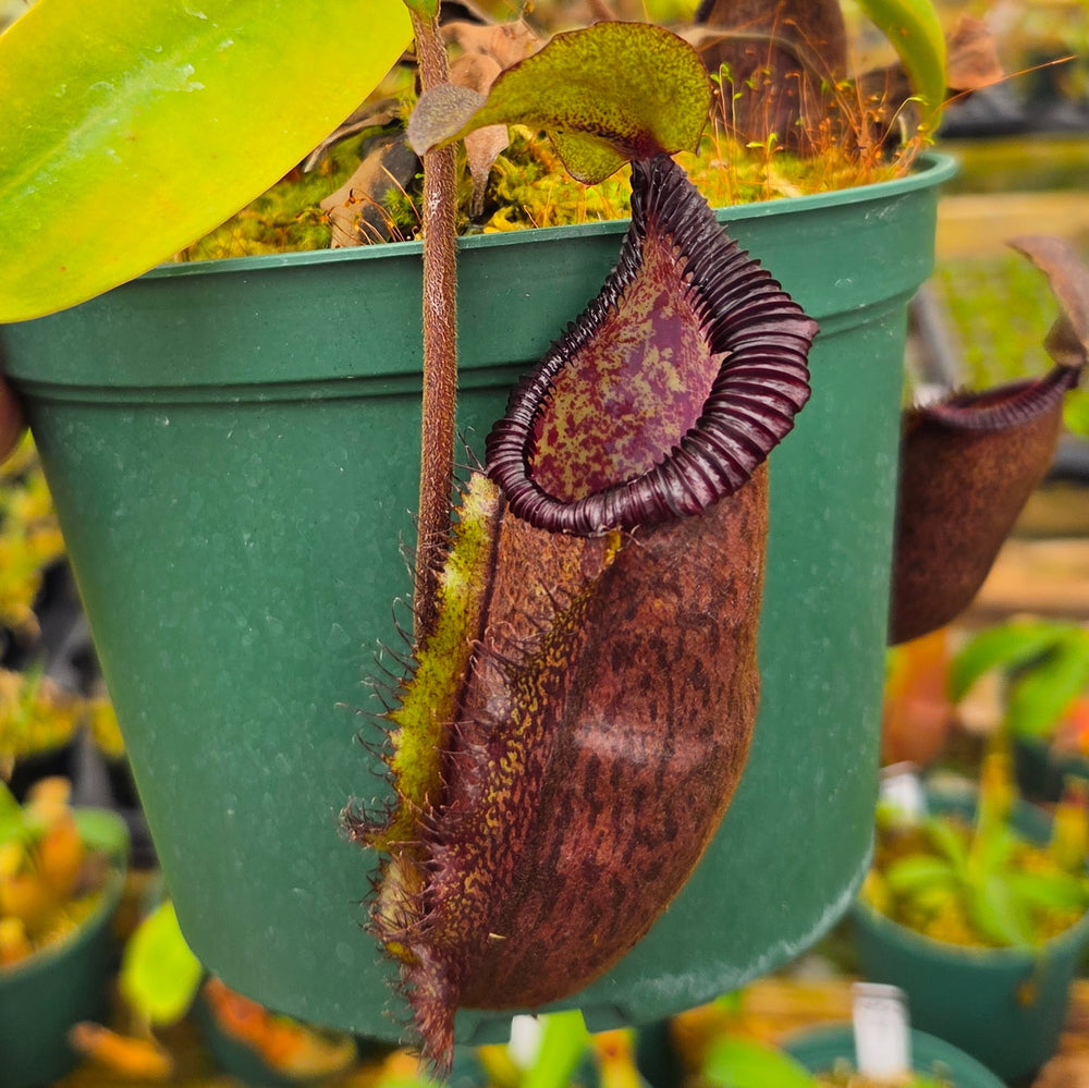 Nepenthes Dreaming Hero