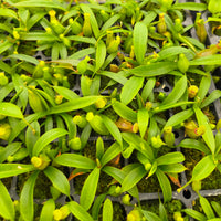 Nepenthes Dreaming Hero