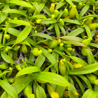 Nepenthes Dreaming Hero