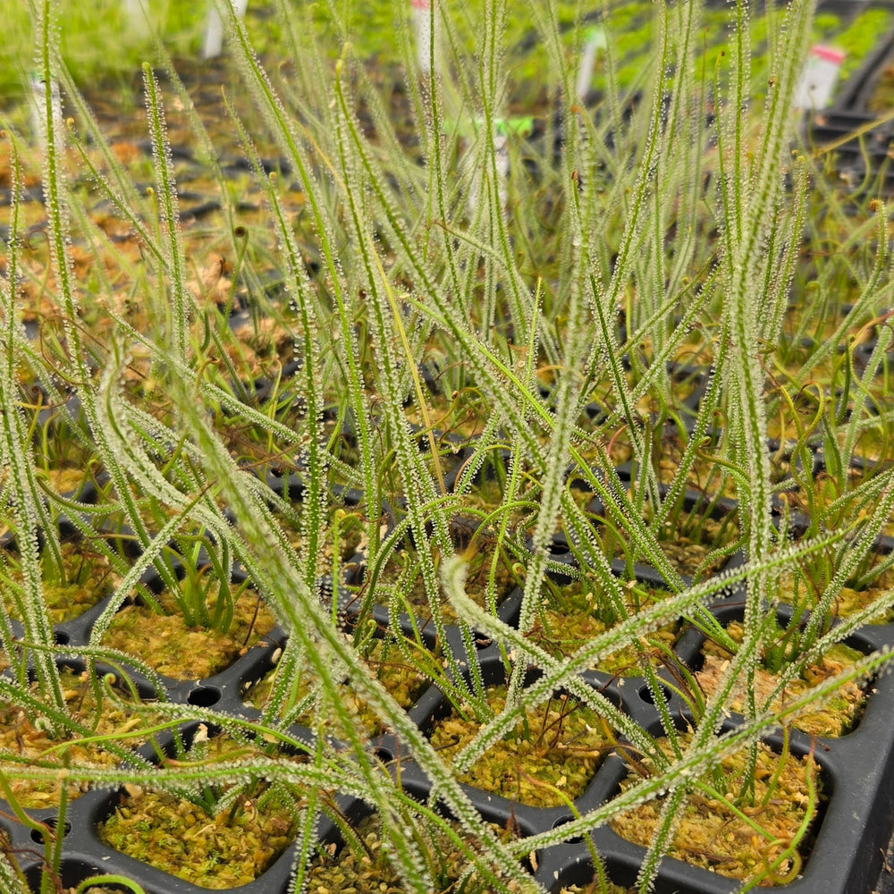 Drosera x 'California Sunset'