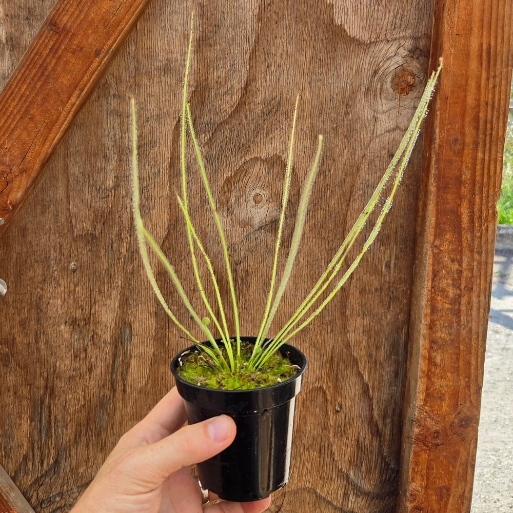 Drosera x 'California Sunset'
