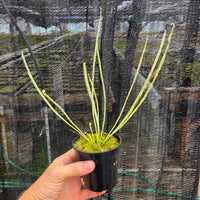 Drosera x 'California Sunset'
