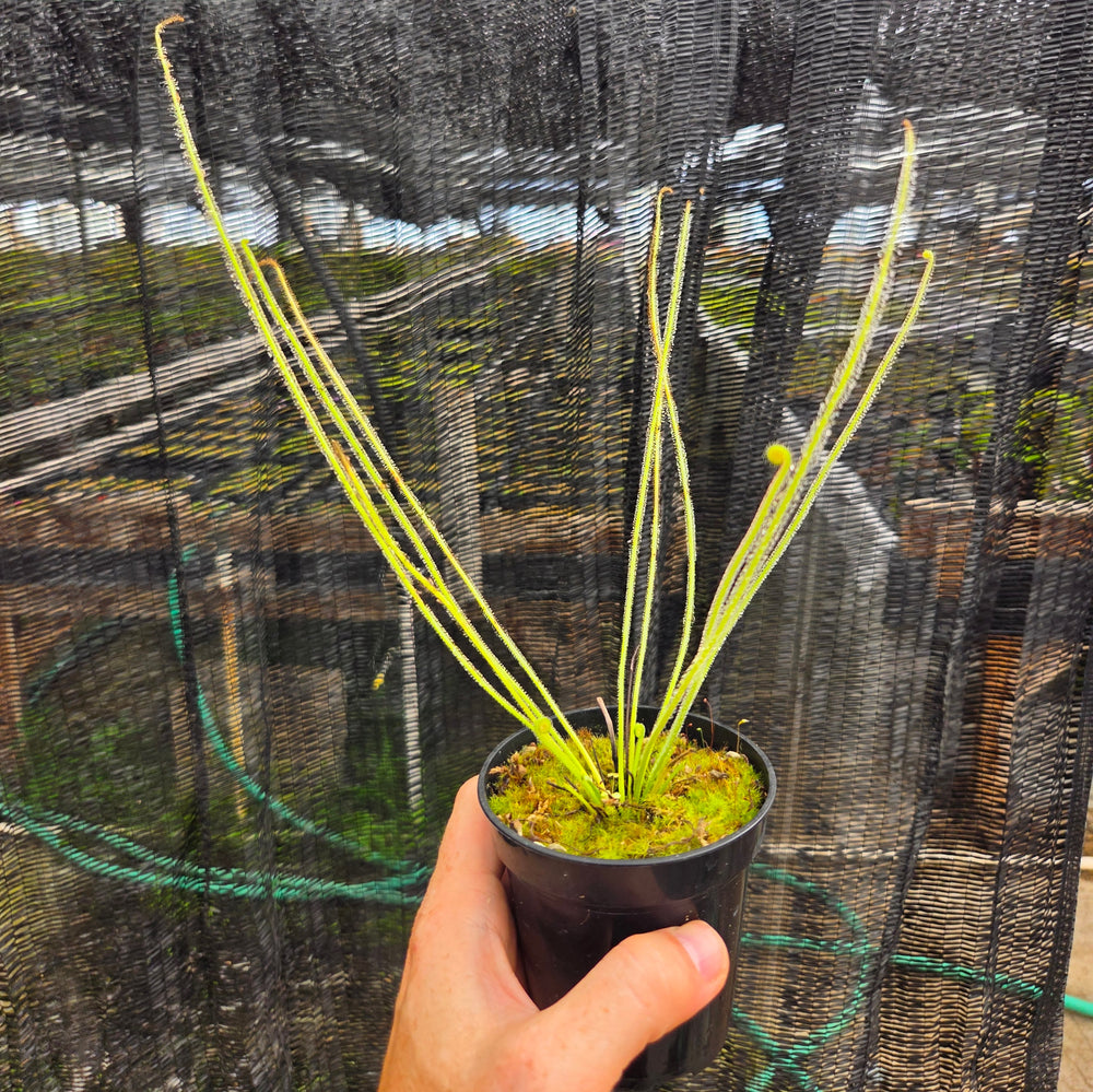 Drosera x 'California Sunset'