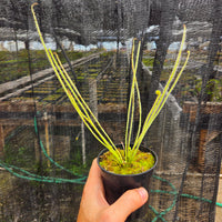 Drosera x 'California Sunset'