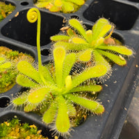 Drosera coccicaulis 