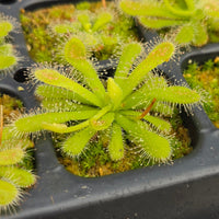 Drosera coccicaulis 