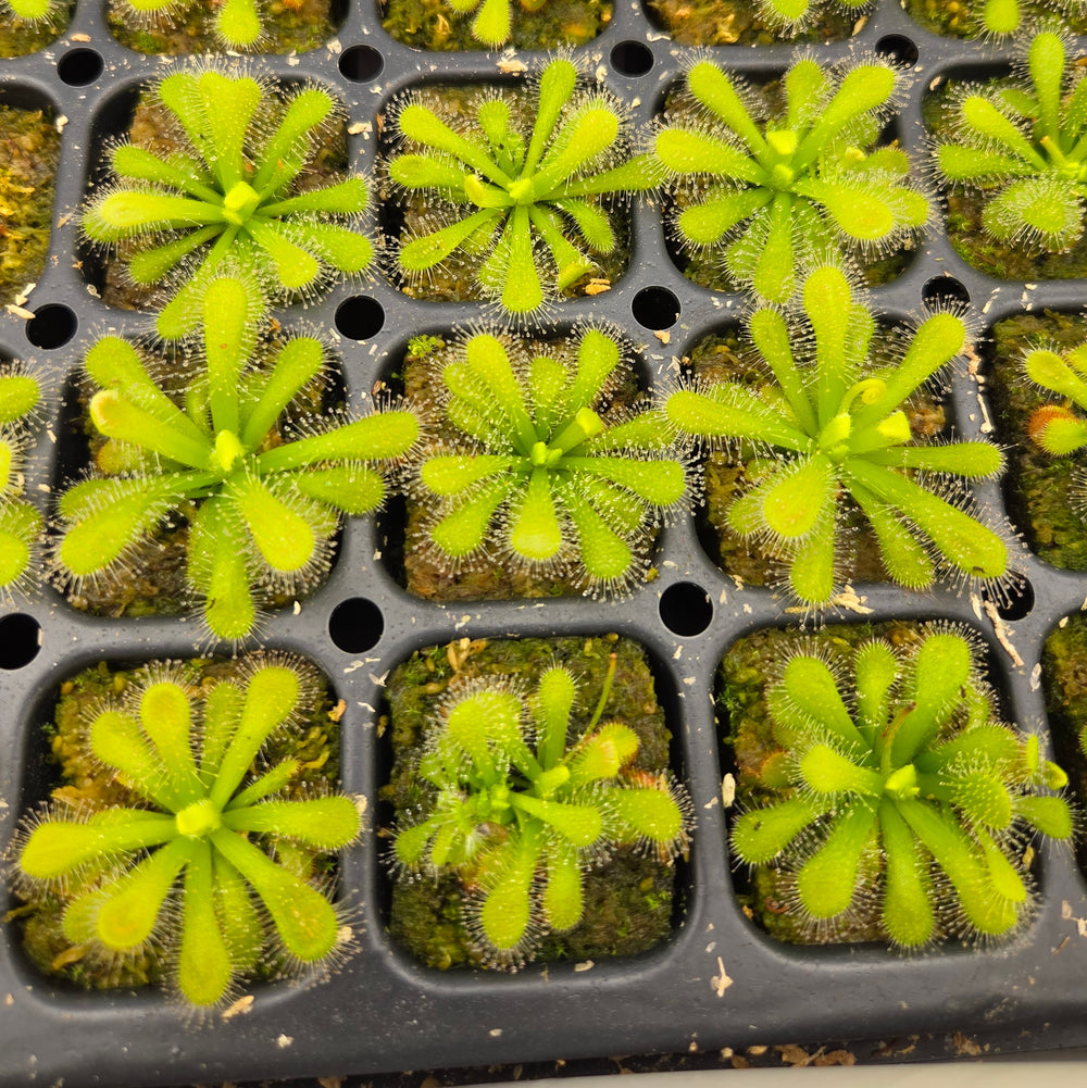 Drosera coccicaulis 