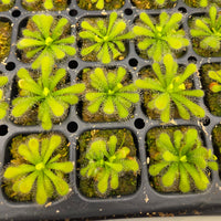 Drosera coccicaulis 